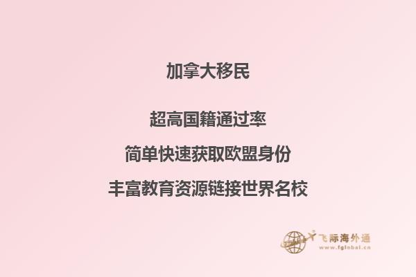 海邊沙灘上的一棵樹