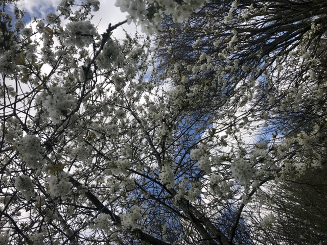 Image shows tree tops in blossom