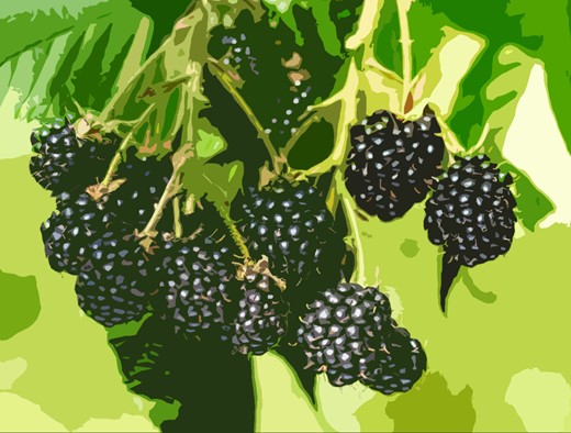 Image shows blackberry illustration